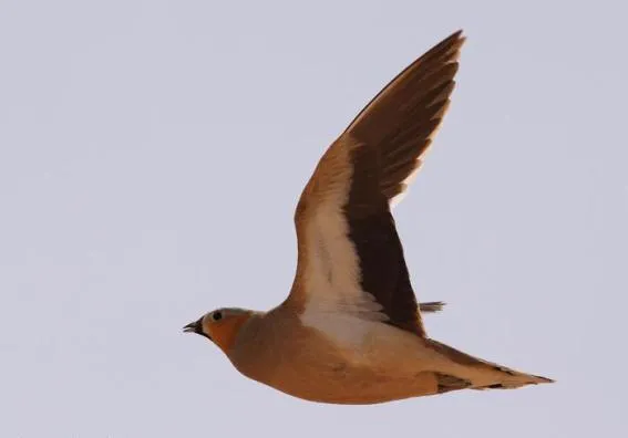 التغير المناخي يهدد الحياة البرية بموريتانيا