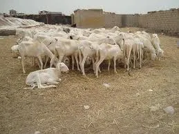 باعة الأغنام: نعيش فى سجن فتحته البلدية