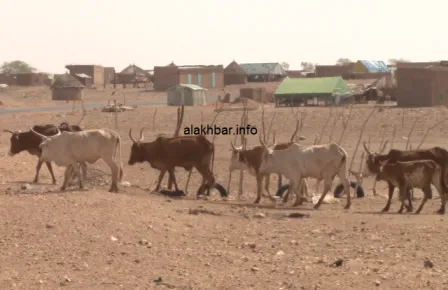 قطعان بقر في مقاطعة مونكل بولاية كوركول ـ الأخبار