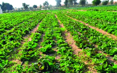 توقعات بإنتاج مزارع آدرار لـ2000 طن من الخضروات