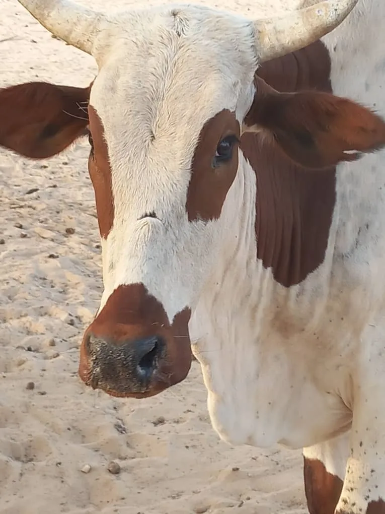 94ebedab-65ce-4360-b5bb-6fe8ed6e6f5c