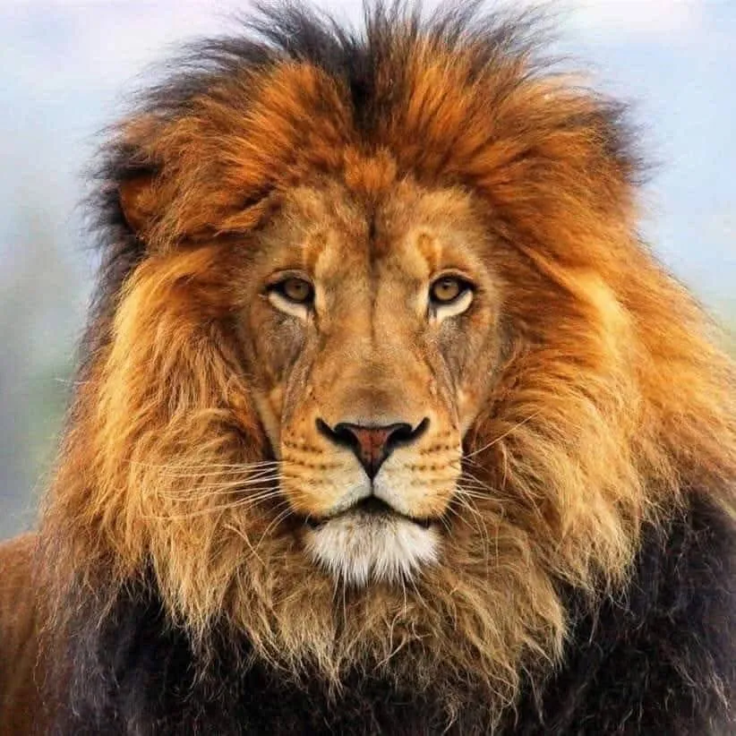 fa530ca2-9b4f-4329-b255-eba40cbd5801